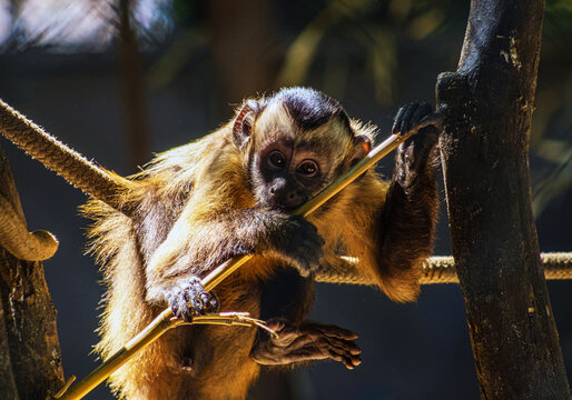 Young capuchin monkey grips branch, eyes wide with curiosity