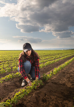 Female agronomist checking soybean seedlings in agricultural field