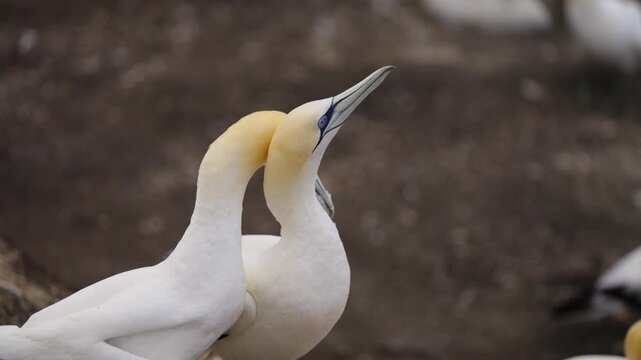 Australasian gannet (Morus serrator) takes off and leaves it's mate behind to go fishing.