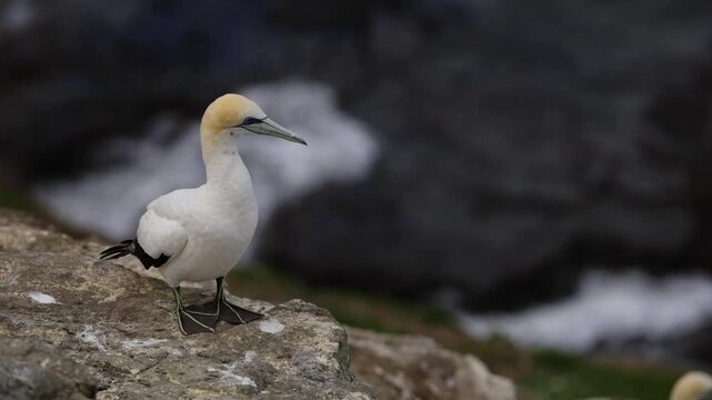 Individual australasian gannet (Morus serrator) perches on a cliff edge overlooking the ocean.
