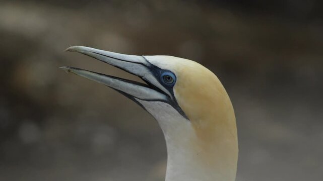 A closeup of an australasian gannet (Morus serrator) in New Zealand.