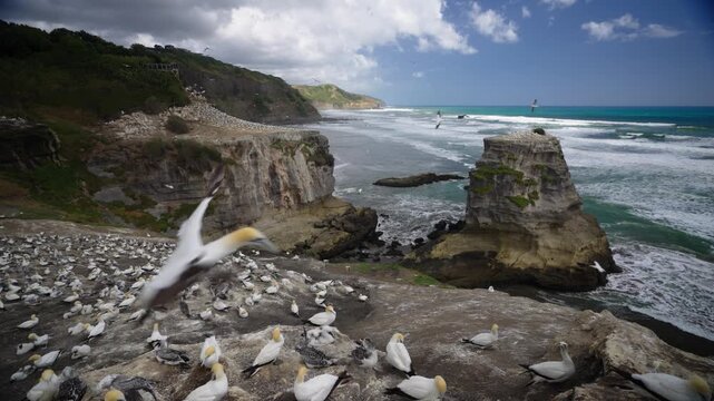 Australasian gannet (Morus serrator) arrives back to its nest in New Zealand.