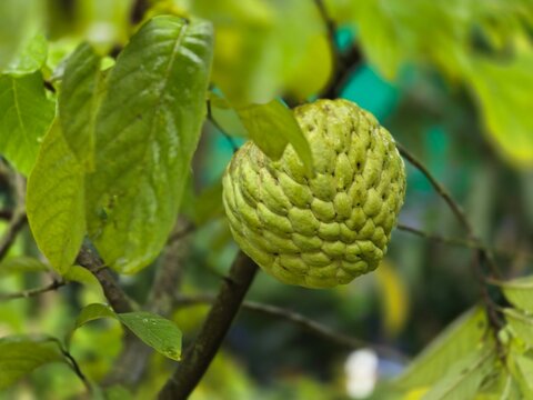 Annona squamosa, commonly known as sugar apple, sweetsop, or custard apple, is a small, well-branched fruit-bearing tree from the Annonaceae family.