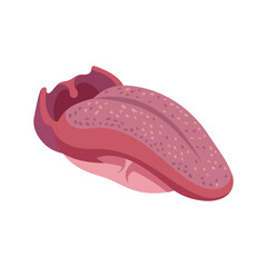 Fototapeta premium Human Tongue Anatomical Representation Showing Texture And Papillae Features Used In Medical Education And Health Awareness Materials For Learning About Biological Systems And Mouth Anatomy