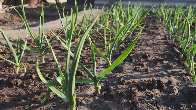 Rows of Young Green Garlic Shoots Growing in Garden Beds on Sunny Spring Morning in Rural Homestead