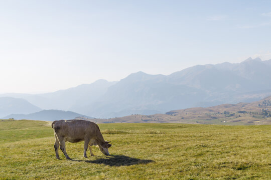 Cow grazing in mountain pasture with herd in background