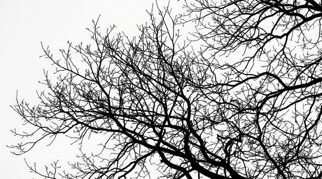 Black silhouette of bare tree branches without leaves against a bright sky looking up from below in winter season