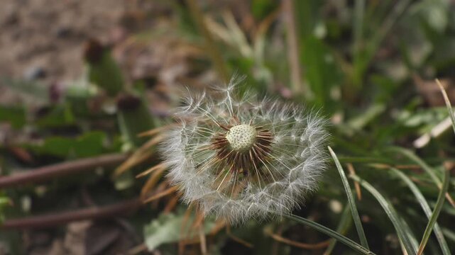 White fluffy dandelion seed heads swaying in a light breeze in a private village yard in early spring, close-up