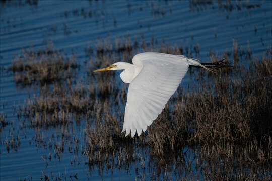 Great egret flying gracefully over a marsh wetland at dawn