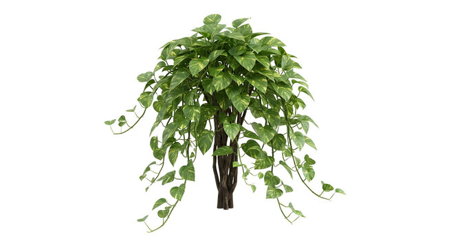 Pothos (Epipremnum aureum) plant with trailing heart-shaped variegated leaves isolated on transparent background