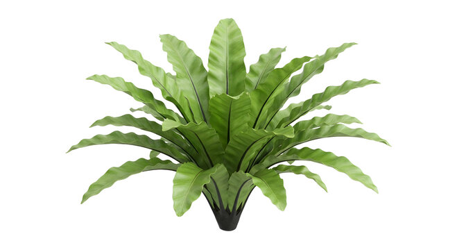 Bird's Nest Fern (Asplenium nidus) with wavy fronds isolated on transparent background