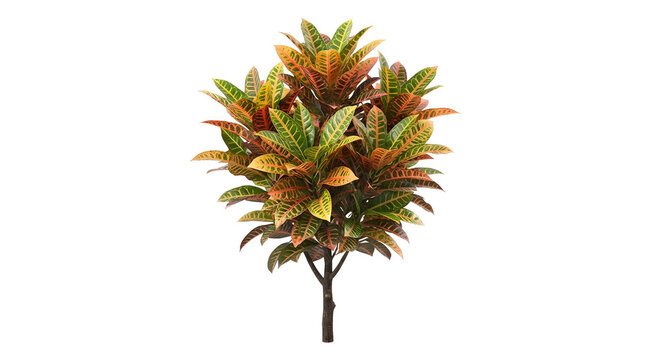 Croton plant with vibrant multi-colored foliage isolated on transparent background
