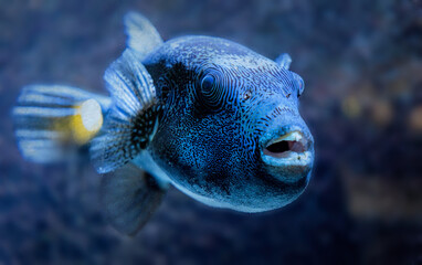 Close-up portrait of a beautiful blue triggerfish swimming by. © Rolf