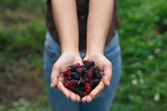 Mulberry in hand of agriculture or farmers harvest Mulberry fruit in summertime at the fields.