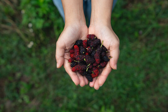 Mulberry in hand of agriculture or farmers harvest Mulberry fruit in summertime at the fields.