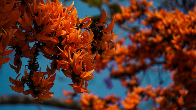 Flame of the Forest