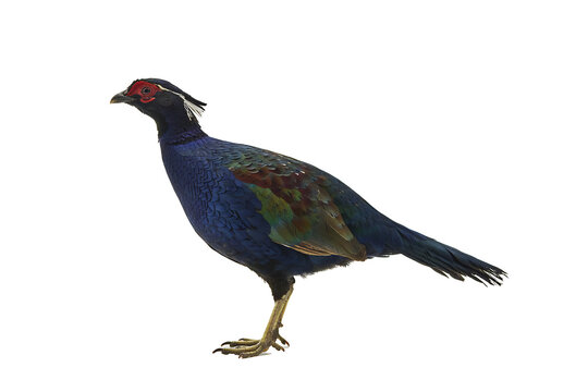 Exotic bird with iridescent blue and green plumage and a vivid red face, symbolizing the richness of tropical wildlife, presented as a clean cutout on black