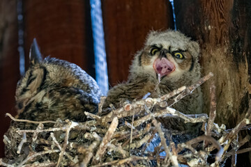 Great horned owl chick vocalizing in nest with adult at Rancho San Antonio © Leon Burda
