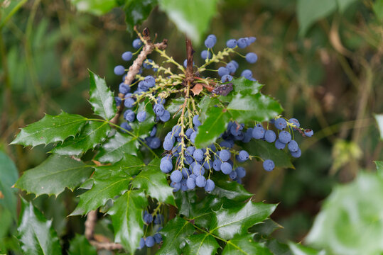 Ripe blue berries of Mahonia aquifolium on a bush