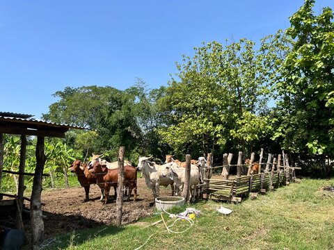 Herd of brown and white cattle standing in a rustic wooden enclosure at a rural farm on a sunny day