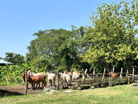 Herd of brown and white cattle standing in a rustic wooden enclosure at a rural farm on a sunny day