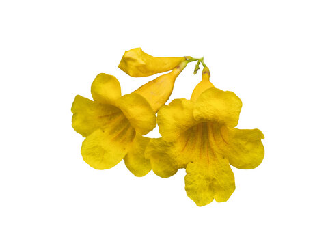 Yellow trumpetbush flowers blooming, showing botanical detail on a transparent background