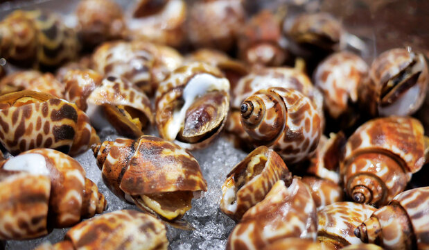 Fresh Raw Spotted Babylon Snails or Areola Babylon on Crushed Ice at Seafood Market