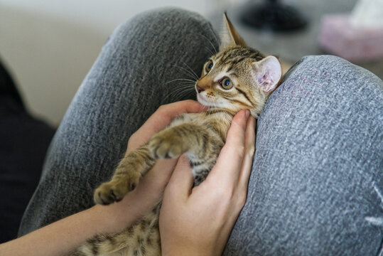 Cute small tabby kitten lying on human lap