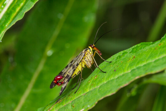 Panorpa communis macro: close-up of common scorpionfly with scorpion-like tail on leaf.