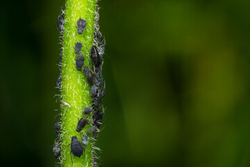 Fototapeta premium Black aphids on fuzzy green plant stem: macro close-up of pest infestation in nature.