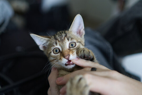 Funny tabby kitten licking a finger with wide eyes