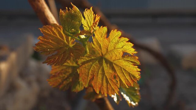 Young grape shoots with newly sprouting leaves gently swaying in warm evening sunlight on a blurred background, close-up 