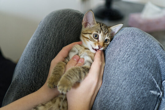 Cute small tabby kitten playing with human fingers on lap