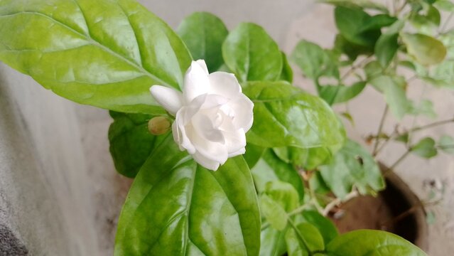 Fragrant white jasmine flower in bloom, fresh Arabian jasmine plant with green leaves, aromatic floral botanical garden scene isolated on White Background
