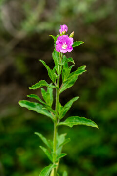 Close up of blooming Epilobium hirsutum or great hairy willowherb with pink flowers and green leaves