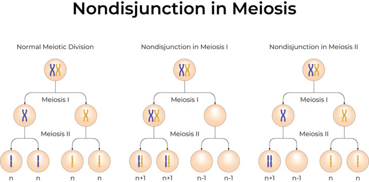 Nondisjunction in Meiosis: Educational Genetics and Chromosome Division Vector Illustration