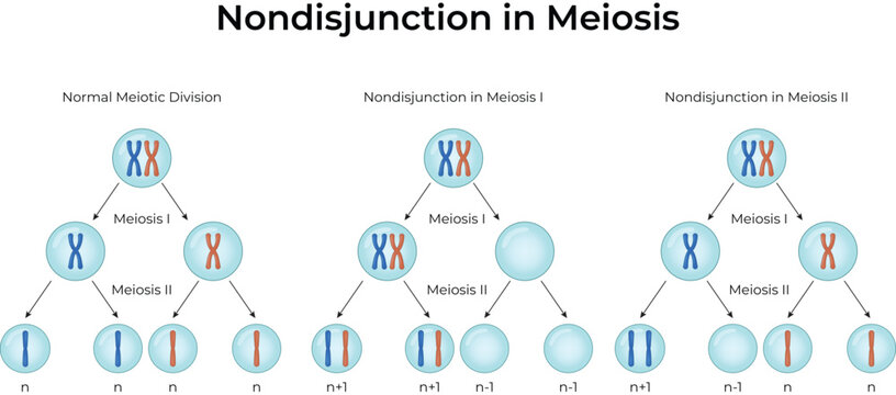 Nondisjunction in Meiosis: Educational Genetics and Chromosome Division Vector Illustration