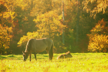 Jesień na pastwisku na Podlasiu. © Janusz Lipiński