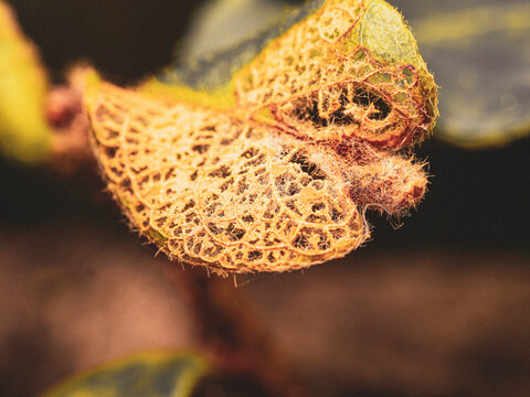Macro close up shot of a heavily skeletonized decaying leaf showing an intricate network of dry fibrous veins and organic texture