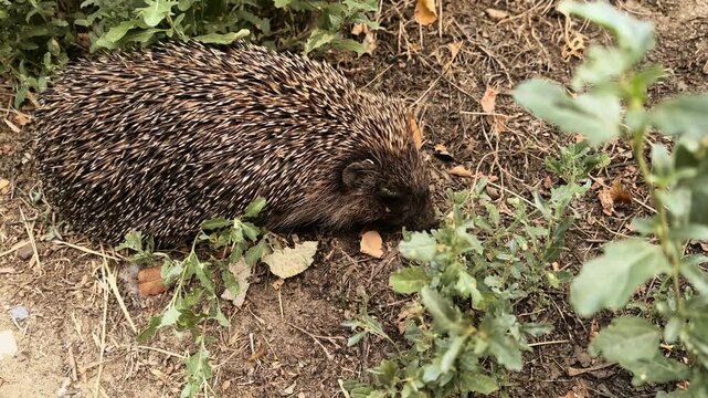 Wild hedgehog sniffs the ground in a natural garden habitat, small wildlife, animal behavior, outdoor nature, curious mammal searching for food.