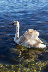 Vertical portrait of a graceful juvenile swan floating in crystal clear blue sea water over a rocky seabed with dark algae and sun reflection. © Olena