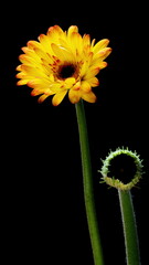 Obraz premium Blooming Gerbera and Closed Flower Bud in Dramatic Timelapse