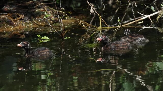 three cute baby little grebes, tachybaptus ruficollis, swimming on the new river. they are waiting for the breeding birds to come back and feed them.