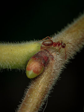Macro close up shot of a small red ant walking along a fuzzy hairy plant stem beside a developing bud on a dark background