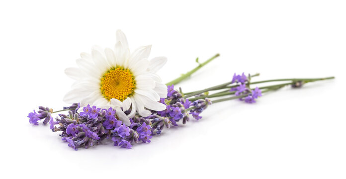 Chamomile and purple lavender flowers arrangement.