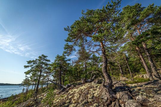 Beautiful summer day at Lake Ladoga coast with sunbeams reflecting on the water surface and green trees on the cliffs