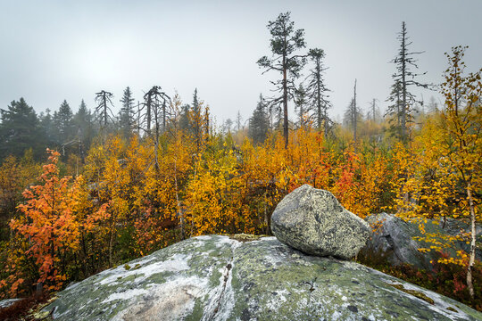Scenic autumn landscape of Mount Vottovaara in Karelia with large mossy boulders, yellow trees, and dead pine silhouettes in the fog
