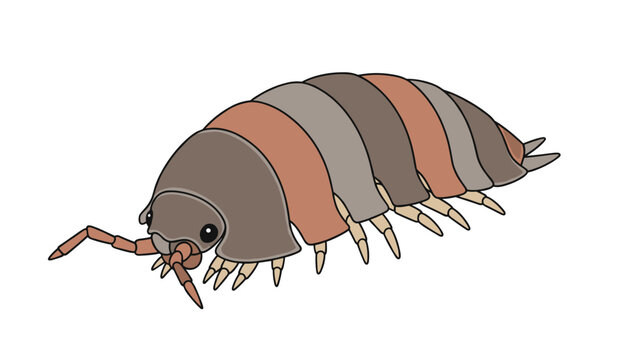 Detailed illustration of a brown and grey pill bug or woodlouse showing its segmented shell and legs on a white background.