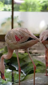 flamingo trampling by the pond, pink flamingo adjusting its wings feather position, flamingo neck down position