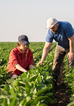 Young farmers inspecting soybean crop in agricultural field